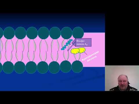 Видео: Фармакология 6. Препараты стероидных гормонов