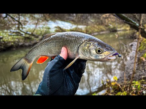 Видео: ОТКРЫТИЕ ЗИМНЕГО ГОЛАВЛЯ / РЫБАЛКА НА МИКРОДЖИГ