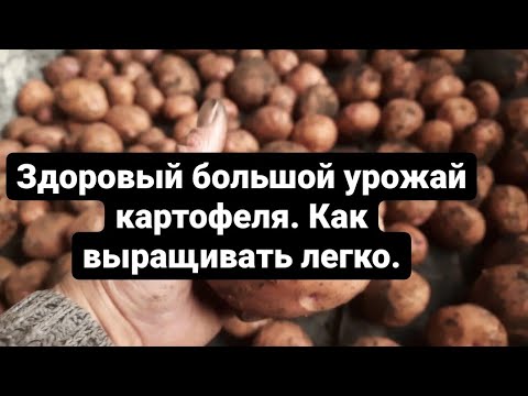 Видео: Как правильно вырастить хороший урожай картофеля