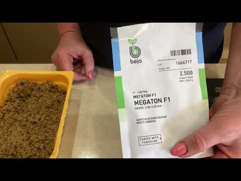 Видео: Посадка капусты в горячий опилок ￼