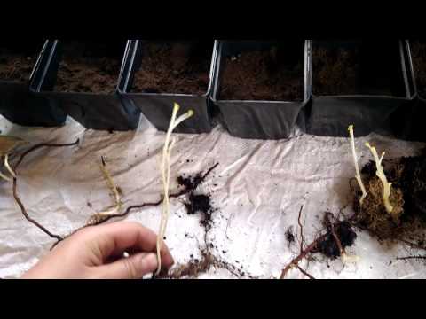 Видео: Черенкование малины