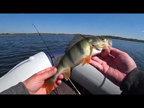 Видео: Рыбалка на окуня на живца весной! Начало окунёвой рыбалки положено!