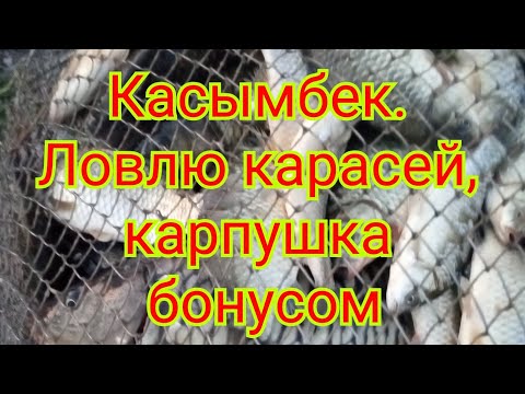 Видео: Рыбалка близ Алматы. Касымбек. Ловлю карася, карпушка бонусом!!!