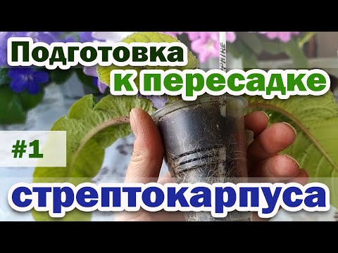Видео: СУБСТРАТ, грунт ДЛЯ СТРЕПТОКАРПУСА. Что надо для пересадки. #1