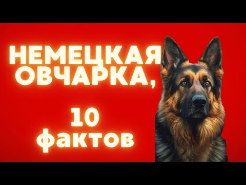 Видео: 10 ФАКТОВ о НЕМЕЦКОЙ ОВЧАРКЕ