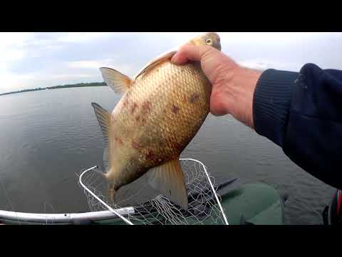 Видео: Ловим леща на кольцо. Рыбалка в Саратовской области. 23 07 2023