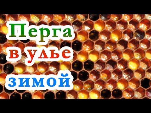 Видео: ПЕРГА В УЛЬЯХ НА ЗИМУ. ОСТАВЛЯТЬ ЛИ ПЕРГУ В ЗИМУЮЩЕМ УЛЬЕ ?