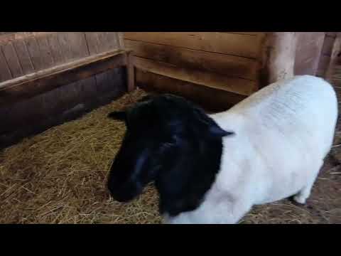 Видео: 12 октября 2025 г.