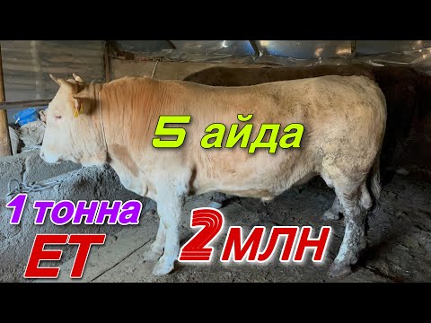 Видео: Бұқаларды САТТЫМ. 5 айдағы нәтиже.