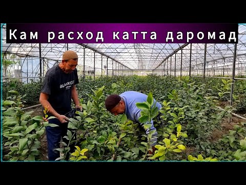 Видео: 10 сотихли жойдан кам расход килиб катта даромад килиш ( Лимон кучталари )
