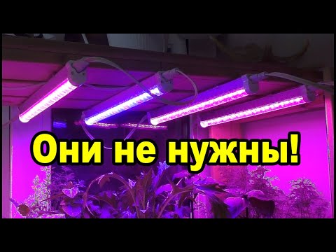 Видео: Фитолампы для рассады вам не нужны!