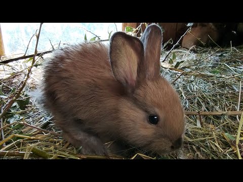 Видео: Переделал клетку для кроликов. Переселил крольчиху. Минус 2 крольчонка