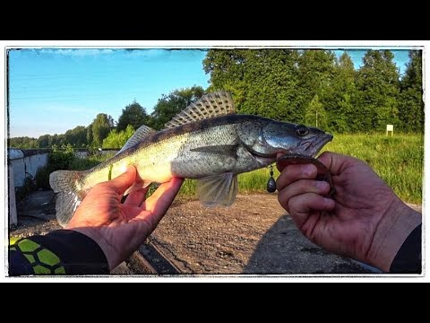 Видео: Ловля судака на спиннинг! Канал имени Москвы