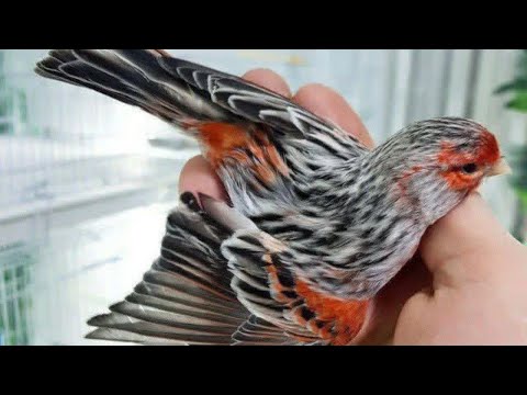 Видео: 25. May кара камиш канарека бозори