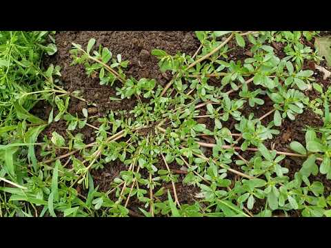 Видео: Пять распространенных дикорастущих растений, съедобных на заднем дворе