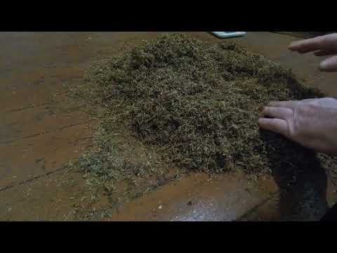 Видео: спасаем зеленый лист