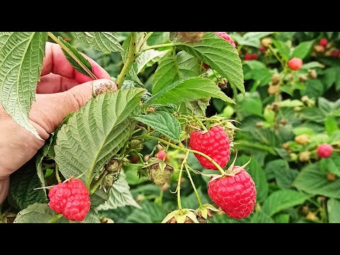 Видео: Малина Джоан Джей – свіжий збір і нова ціна!