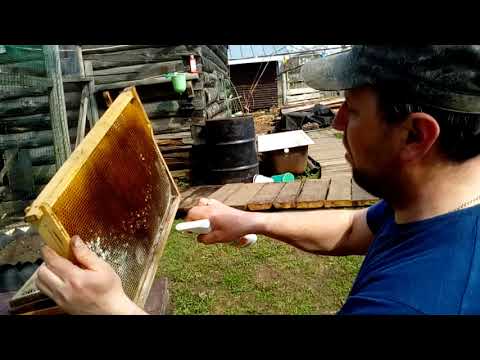 Видео: Дезинфекция пчелиных рамок от плесени