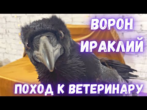 Видео: Ворон Ираклий у ветеринара (часть 1)