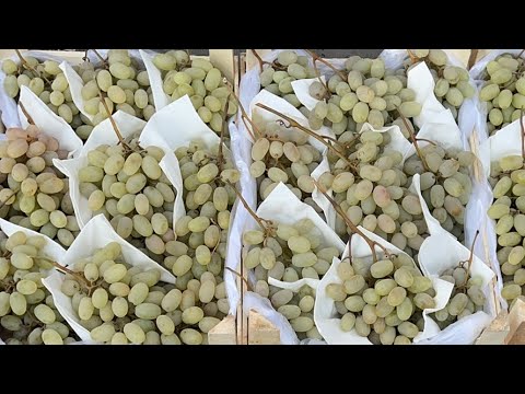 Видео: СОВУҚ ОЛГАН УЗУМЛАР НИМА БЎЛДИ ЭКАН ОЛТИАРИҚ