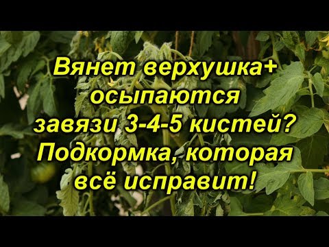 Видео: Вянет верхушка на томатах в жару и опадают верхние кисти?