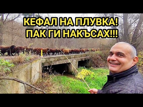 Видео: Зимен риболов на кефал! Направо ги разпердушиних на хляб и земно червейче! Рибите пуснахме в реката!