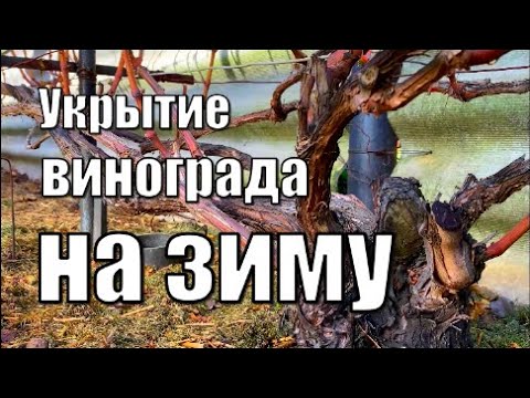 Видео: Укрытие винограда на зиму. Виноградник Вадима Точилина / Укрытие винограда