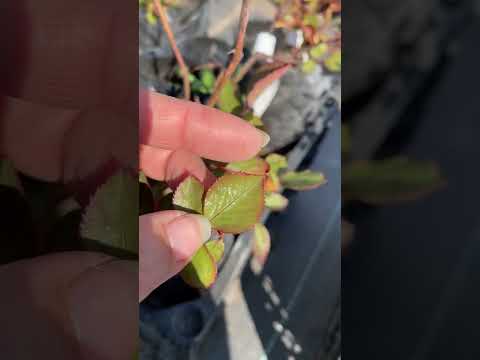 Видео: Роза Дон Жуан