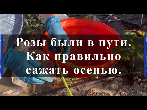 Видео: Розы были в пути. Как правильно сажать осенью.. Питомник растений Е. Иващенко