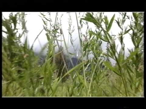 Видео: Ермұрат Зейіпхан (жеке мұрағат)