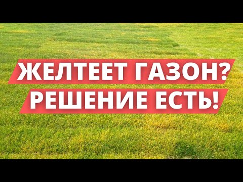 Видео: ГАЗОН ТРЕБУЕТ! | Что делать, если пожелтел газон?