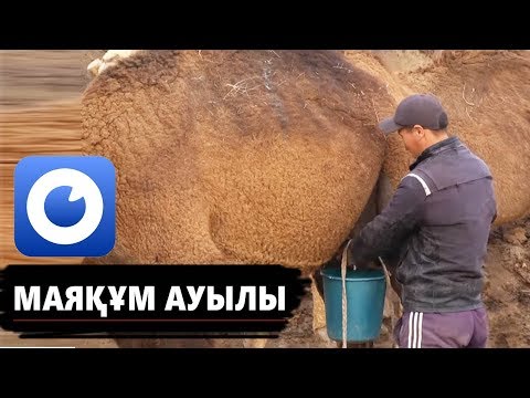 Видео: МАЯҚҰМ - шұбат, жылыжай, шипалы  монша, көпбалалы отбасы/ Ауылдар бағдарламасы