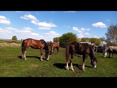 Видео: Выпустил тяжеловоза в табун! Выжеребка кобыл.