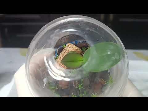 Видео: Воздушные корни растут во все стороны,фиксирую🌿сухой мох как живой 💦 Black piano 🎹 Yellow leopard 🐆