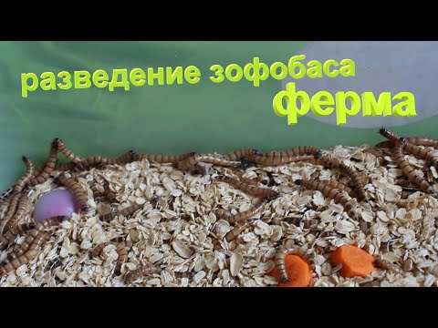 Видео: Ч. 1 Разведение зофобаса / Зофобас Zophobas morio / Ферма, содержание, разведение