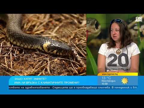 Видео: В България има два вида опасни змии
