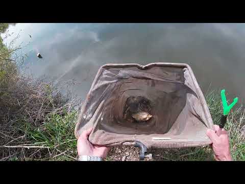 Видео: Пятнадцать лещей в жару, и почему в Германии, нельзя рвать фрукты с деревьев.