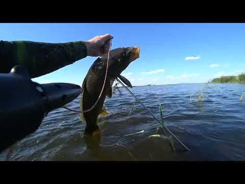 Видео: подводная охота. стаи сазанов. маныч.