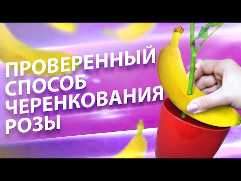 Видео: КАК УКОРЕНИТЬ РОЗУ ИЗ БУКЕТА? ЧЕРЕНКОВАНИЕ РОЗ. ПРОВЕРЕННЫЙ СПОСОБ