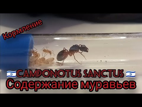Видео: Содержание муравьев CAMPONOTUS SANCTUS.