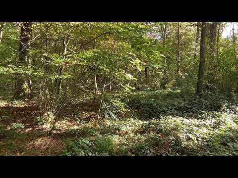 Видео: Тихий лес и шепот реки 🌿 Мгновение покоя.#shorts