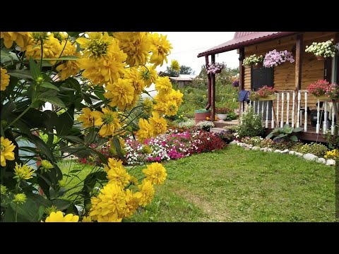 Видео: 11 августа 2023 г. Дача. Августовский обзор огорода и теплиц.