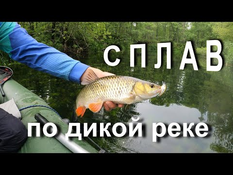 Видео: СПЛАВ по мало реке за трофейными голавлями и язями!