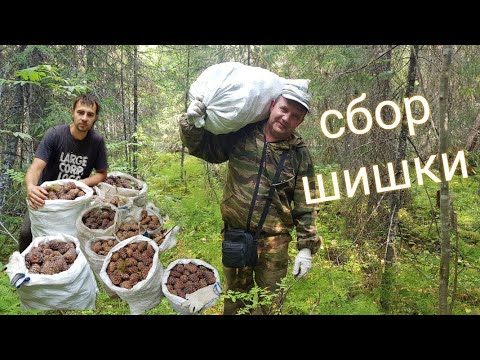 Видео: Кедровый орех. сбор шишки.