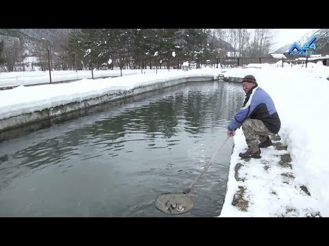 Видео: Сельский кластер - Форелевое хозяйство Валерия Фардзинова (27.12.2017)