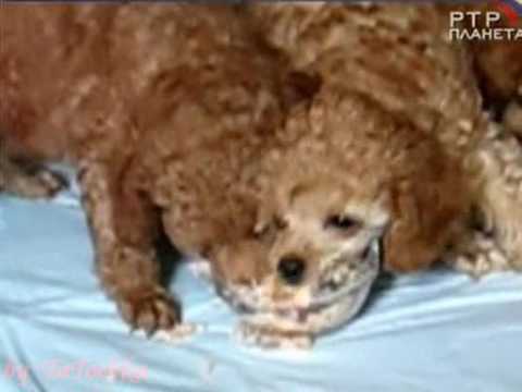 Видео: Сам себе режиссёр 2009 только сюжеты