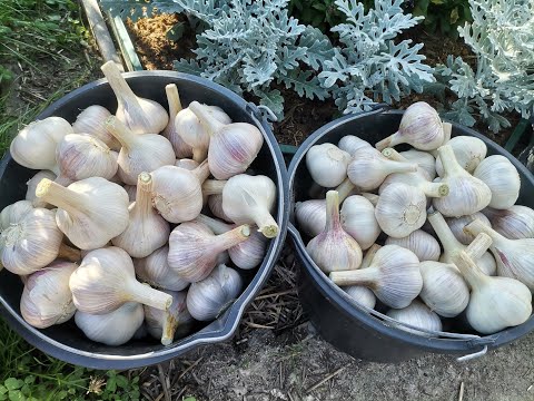 Видео: Цветочные острова и щедрые грядки. Аннин сад в середине сезона 2024, прогулка по посадкам 19 июля.