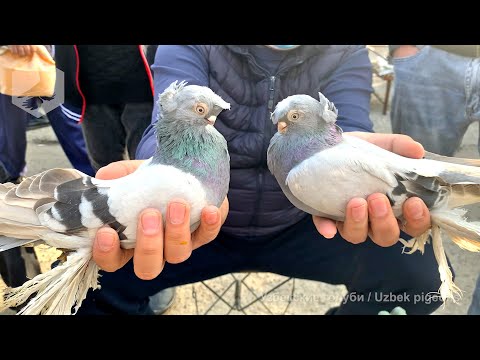 Видео: Птичий рынок г. Ташкент - ГОЛУБИ (31.10.2020)