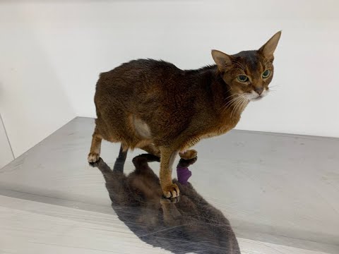 Видео: Общение с Душой кота, после Эвтаназии и переход в мир Душ