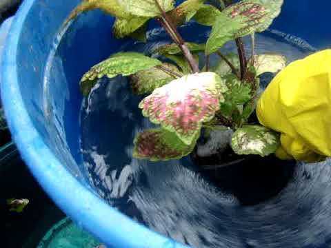 Видео: Мучнистый червец на колеусах чем уничтожить. Опыт.